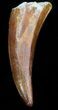 Curved Spinosaurus Premax Tooth #38241-1